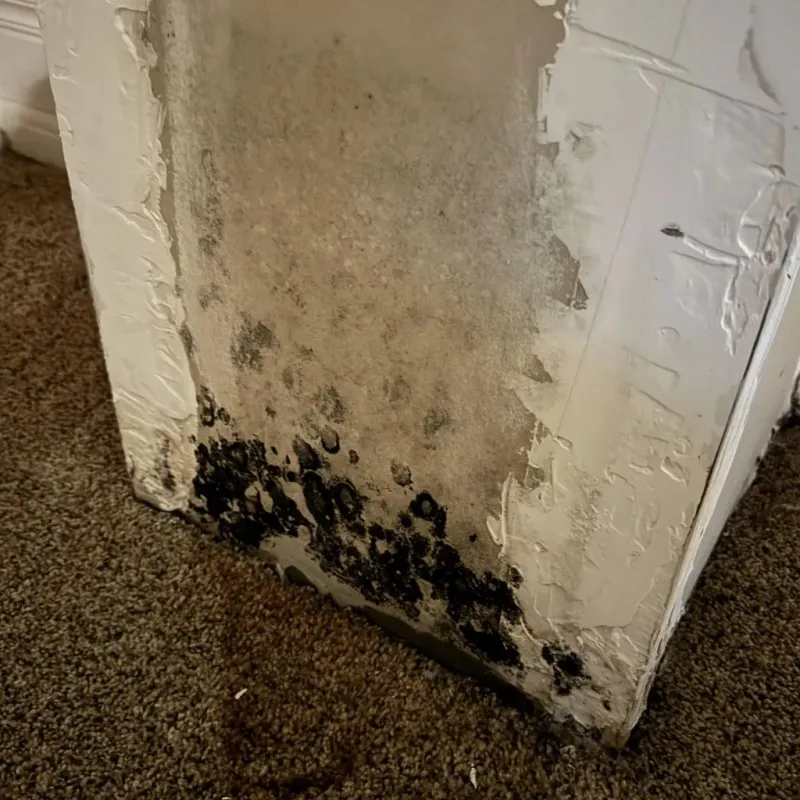 Professional Mold Removal in Gig Harbor, WA